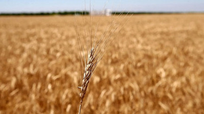 Rusya, tahıl ve şeker ihracatını yasakladı