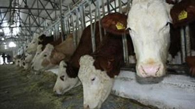 Doğulu vekiller, Bakan Eker ile hayvancılığı masaya yatırdı