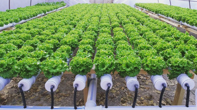 Türkiye'den 'topraksız ve dikey tarım' hamlesi