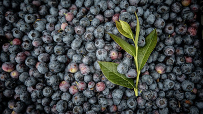 Tropikal meyve ihracatı 7 milyon dolara ulaştı