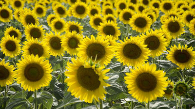 Ayçiçeği tarlaları hasat için gün sayıyor