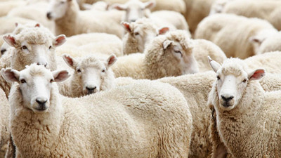 Kurbanlık fiyatları artacak!