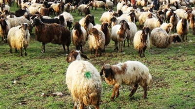 28 milyon lira ödenecek çobanlar aranıyor!