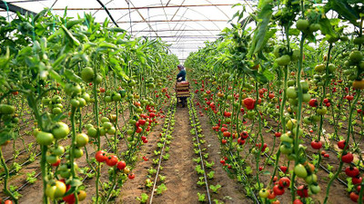 Tahıl ve meyve üretiminin bu yıl artacağı tahmin edildi