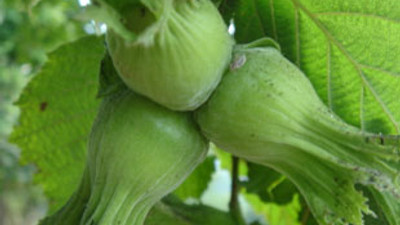 Çinlilerden Karadeniz'de sürpriz inceleme!