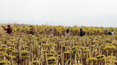 Tarım işçilerinin günlük ücreti arttı