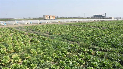 Deprem bölgesinde ürünler tarlada kaldı: 'Satın alın' çağrısı geldi
