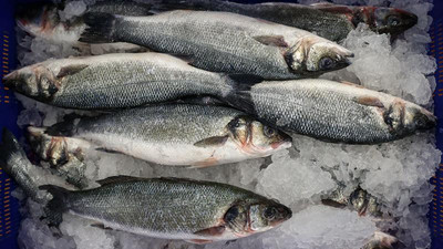 Su ürünleri ihracatı 1,5 milyar doları aştı