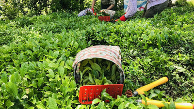 Çaykur'dan çaya zam