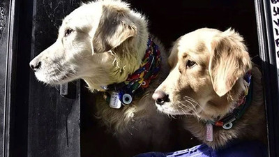 Çinli firma ölen evcil hayvanları klonluyor! Köpek 50 bin dolar, kedi 40 bin dolar