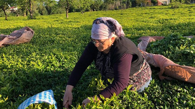 Çay ihracatında yüzde 23'lük artış