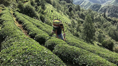 Çay üreticilerine 1 milyar 763 milyon liralık destek ödemesi