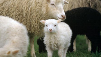 Hayvancılığa 'sıfır faiz' dopingi!