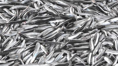 Hamsi fiyatı tavan yapacak!