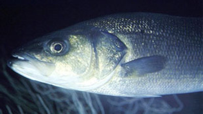 Tonlarca balık denize kaçtı