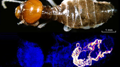 Altın avcısı karıncalar bulundu!