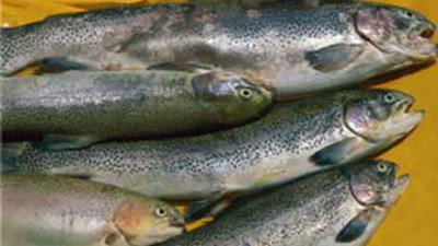 Alabalık tesislerimize batıran darbe!