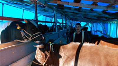 Suudi Arabistan, Türkiye’den canlı hayvan alacak