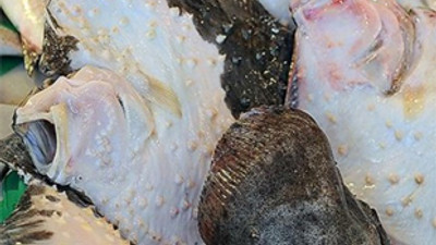 Bu balık altın değerinde