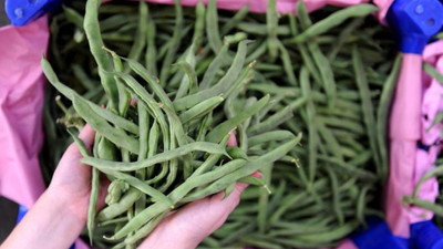 Karlı havanın etkisiyle taze fasulyenin fiyatı 20 lirayı aştı