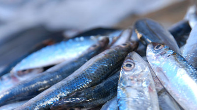 Palamut güldürdü, hamsi üzdü