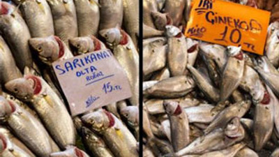 Çinekop kaçmadı, fiyatı ucuzladı