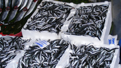 Hamsinin ons fiyatı...