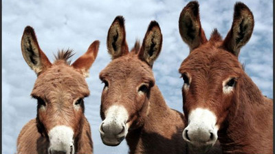 "Eşek sütü" altın değerinde