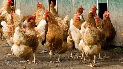 Kanatlı sektöründe ILT korkusu