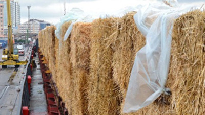 Ukrayna otları limana yanaştı!