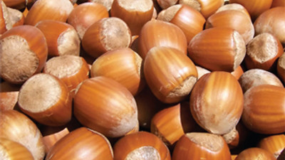 Fındık yeniden para edecek