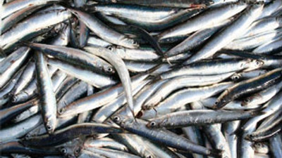 Hamsinin sonu mu geliyor?