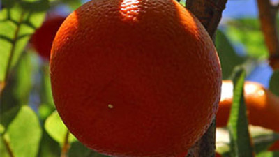 Meyve suyuna meyve yetmiyor