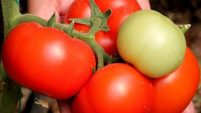 Domatesin kasası 2 TL'ye düştü