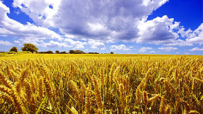 Buğdayda `Cumhuriyet` rekoru yolda!