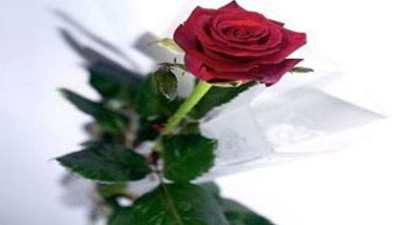 Kırmızı gül borsası tavan yaptı!