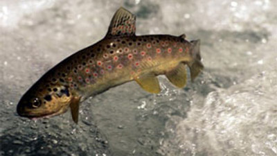 Denizi yok ama ihracatta ilk 3'te