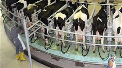 Süt sektöründe kriz korkusu!