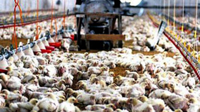 Devlet tavukçuya 350 milyon lira borçlu