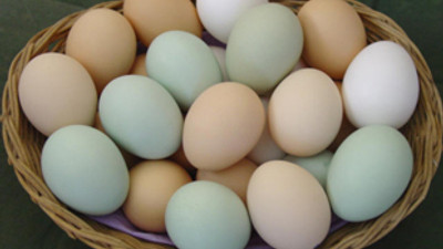 Şimdi de 'Bio' yumurta skandalı!