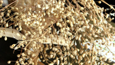 Türkiye'yi uçuracak bitki!