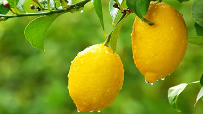 Limon fiyatlarında artış devam ediyor