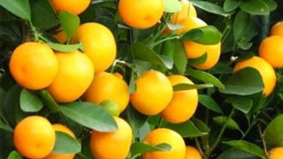 İstanbul'un zam şampiyonu mandalina