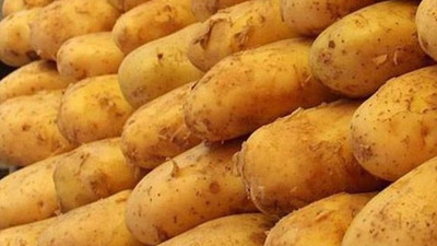 Ödemiş'te üretilen patateste mildiyö tartışması