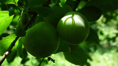Erik fiyatları çeyrek altınla yarışıyor!