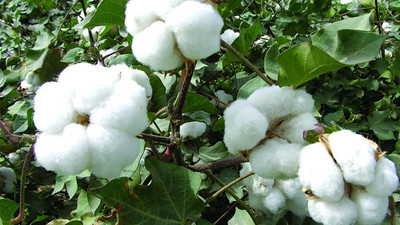 Pamuk fiyatları hasat dönemine göre arttı