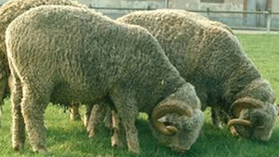 Büyükbaş hayvan fiyatına koç