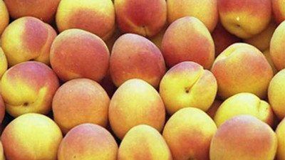 Kayısı 70 liradan alıcı buldu