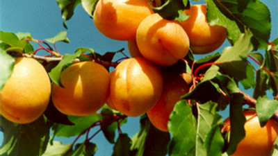 Kayısı üretimini soğuk hava vurdu