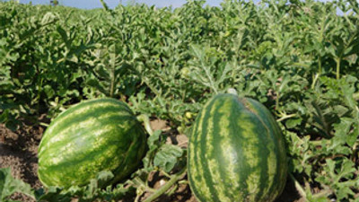 Karpuz bu sene de kabak tadı verecek!